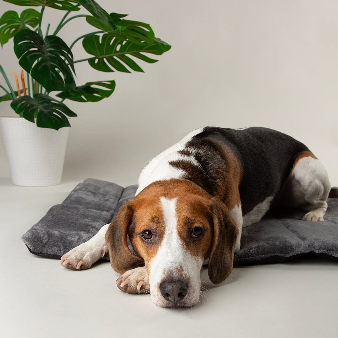 Scruffs Expedition Roll Up Travel Pet Bed - Grey — 39" x 28"