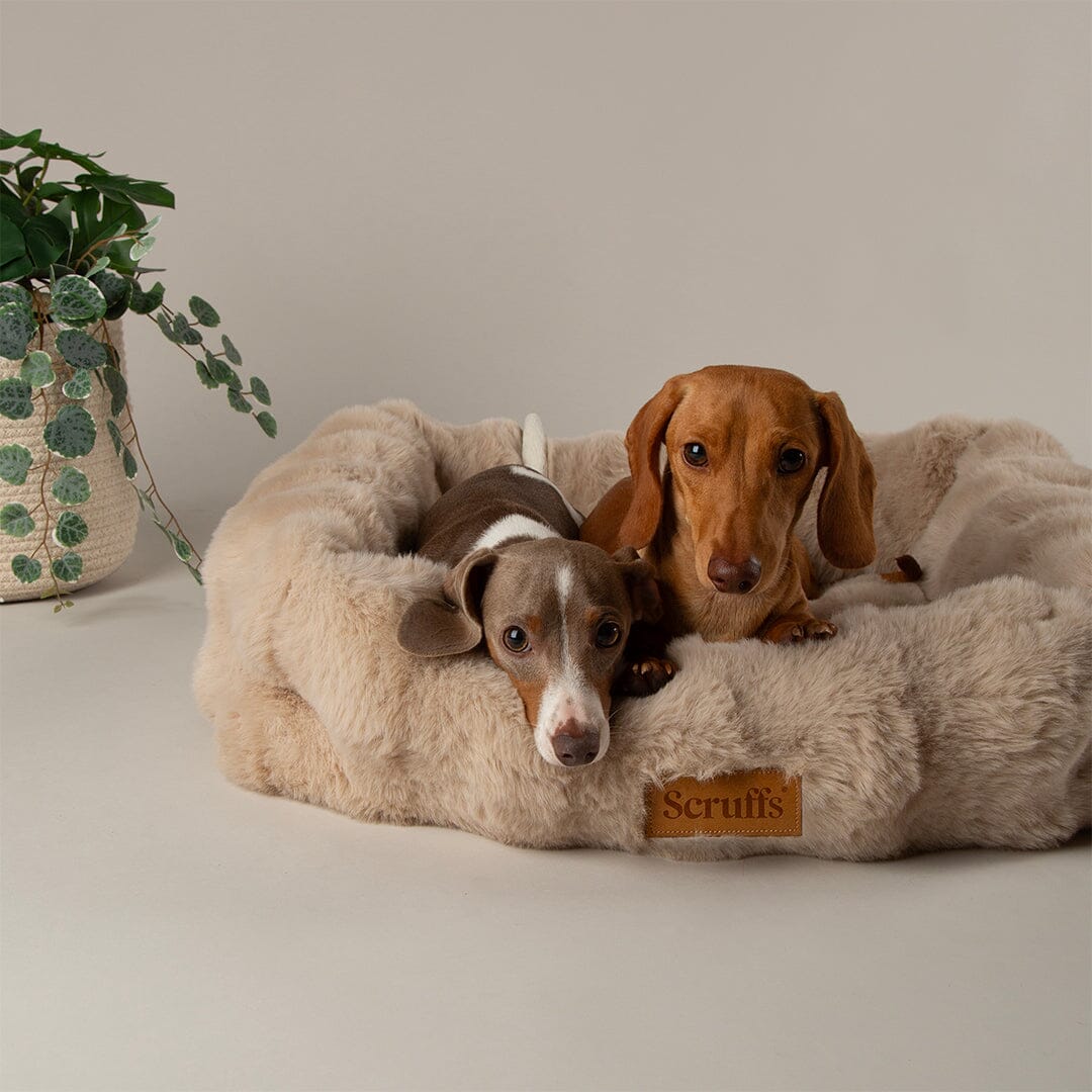 Scruffs Alpine Box Bed - Champagne — 35" x 28"