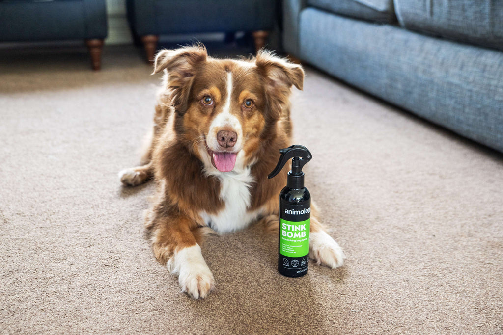 Animology Stink Bomb Refreshing Spray image 2