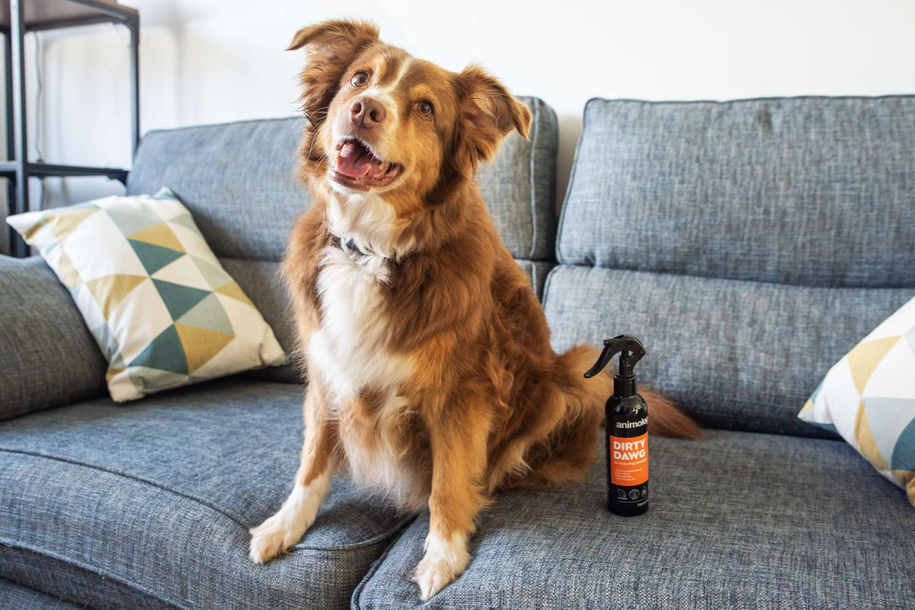 Animology Dirty Dawg No Rinse Shampoo image 2