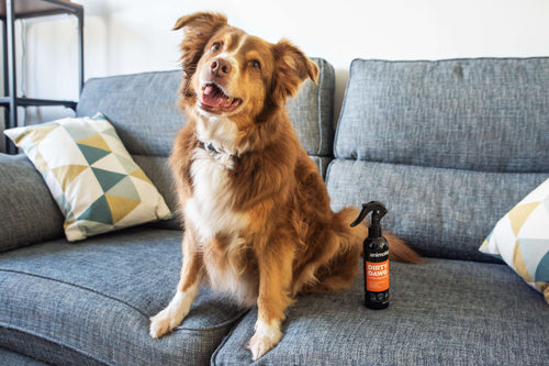 Animology Dirty Dawg No Rinse Shampoo image 2