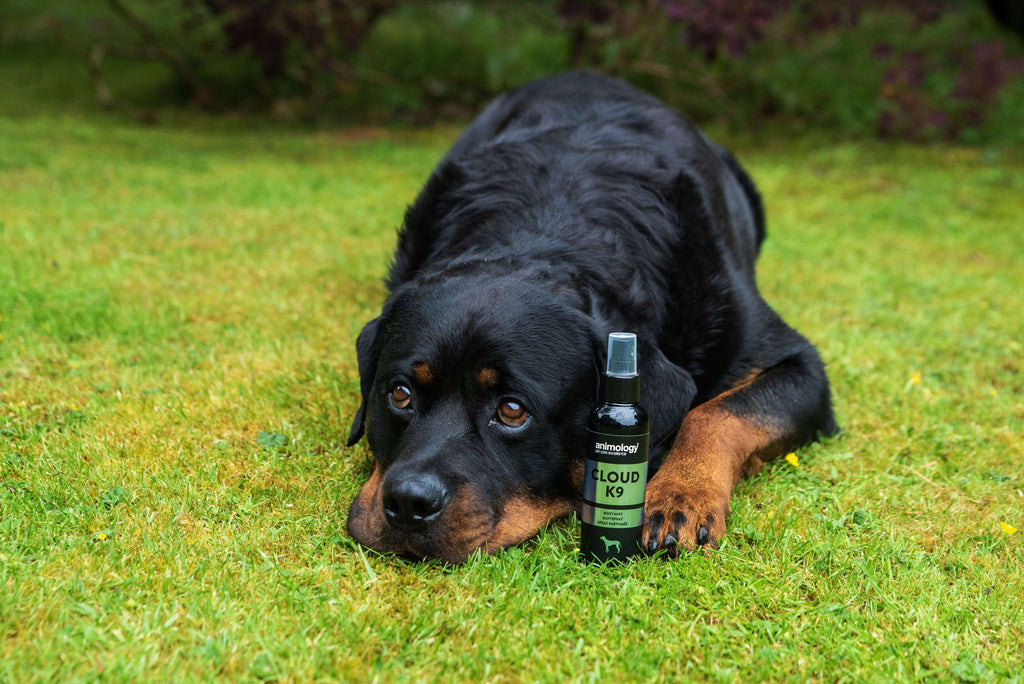 Animology Cloud K9 Fragrance Mist image 5