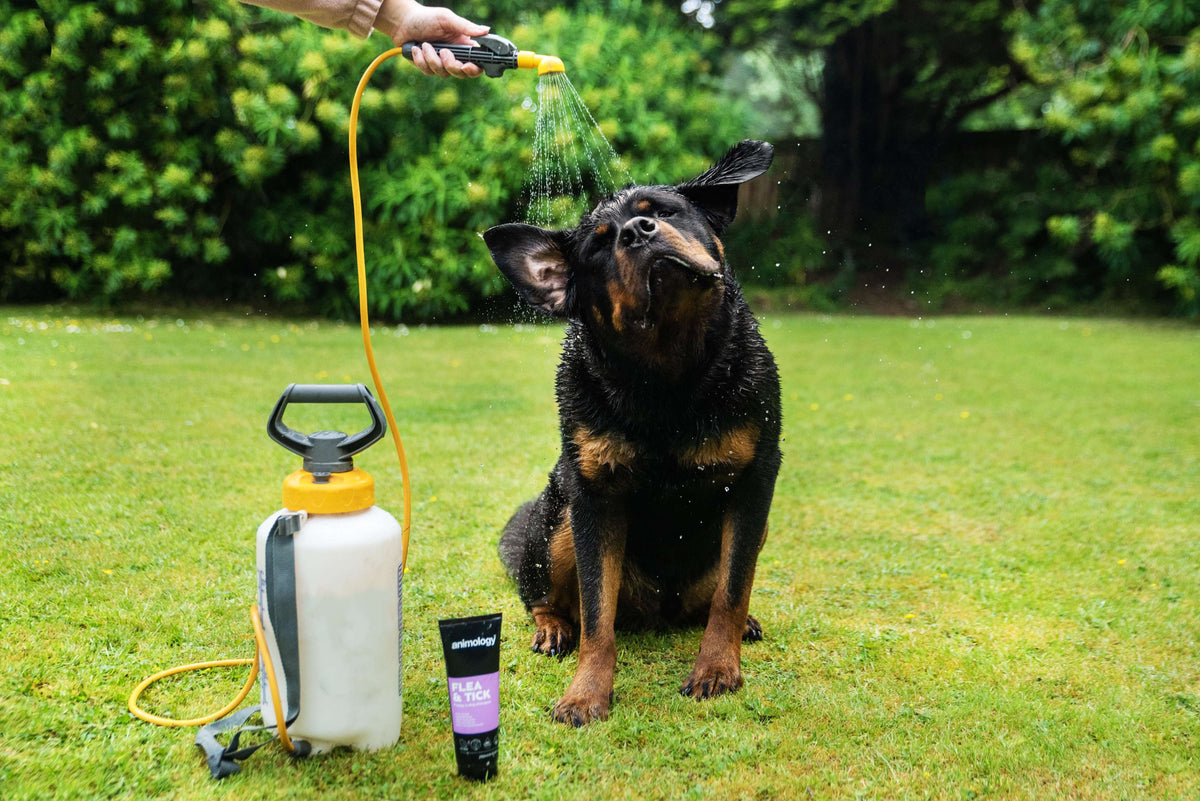 Animology Flea & Tick Shampoo image 2