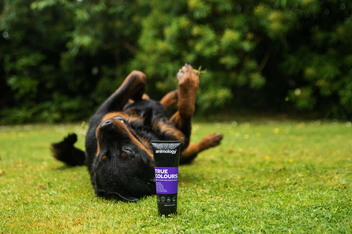 Animology True Colours Dog Shampoo image 2