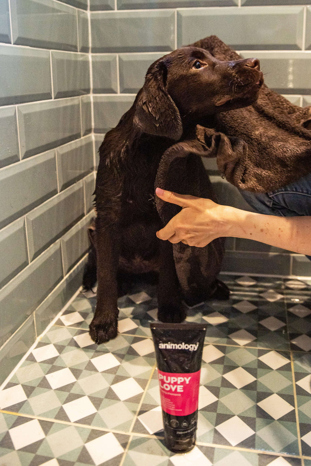 Animology Puppy Love Shampoo image 2