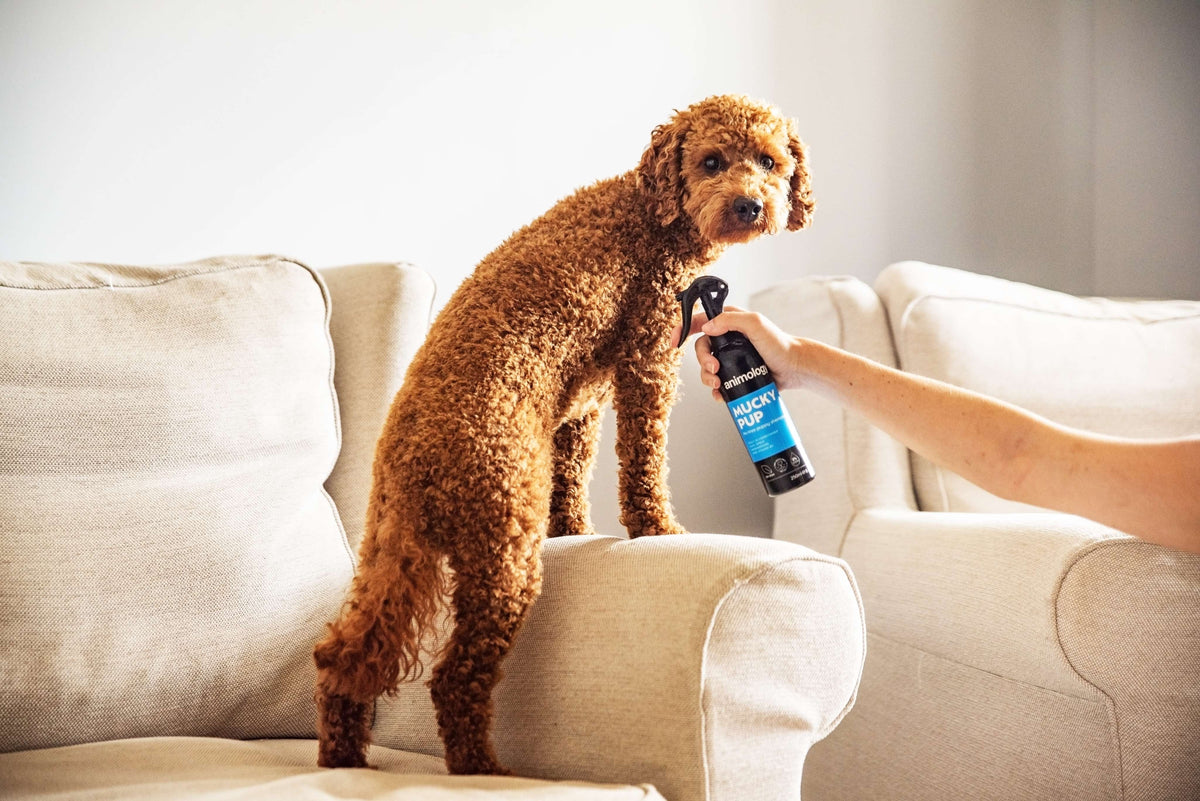 Animology Mucky Pup No Rinse Shampoo image 2
