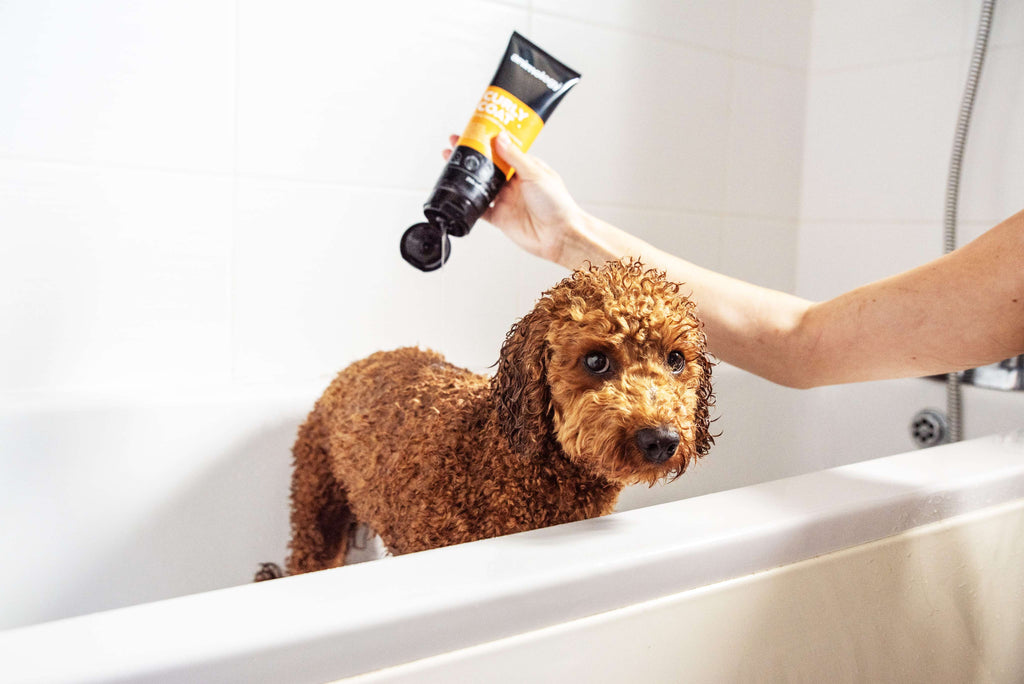 Animology Curly Coat Shampoo image 2