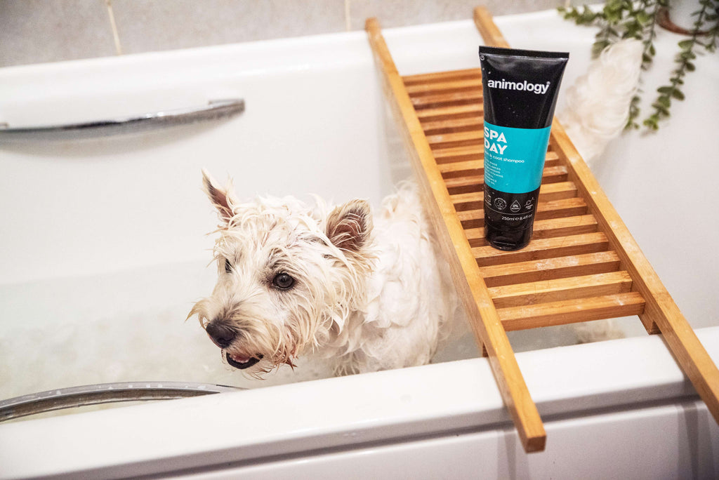Animology Spa Day Shampoo image 3