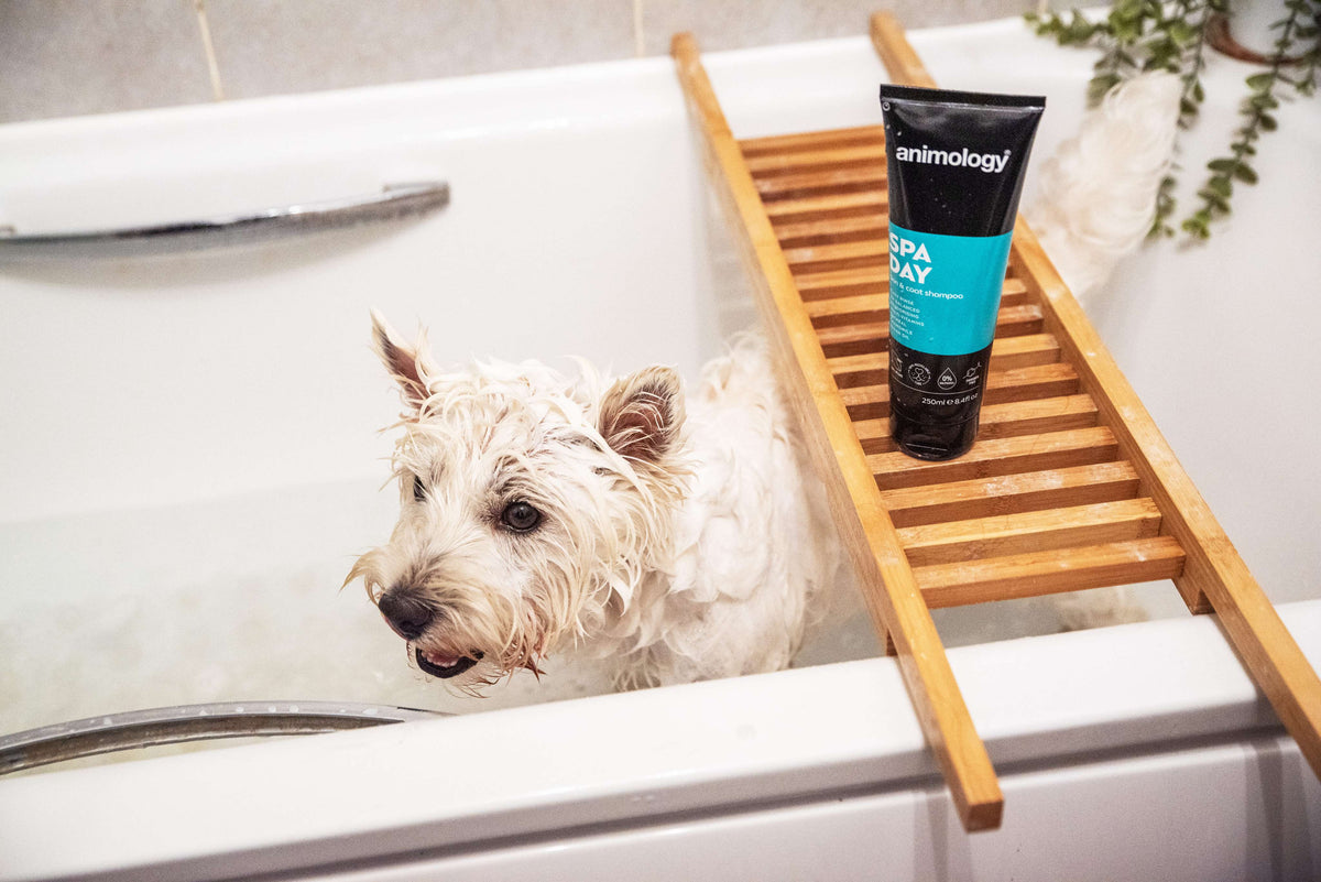 Animology Spa Day Shampoo image 3