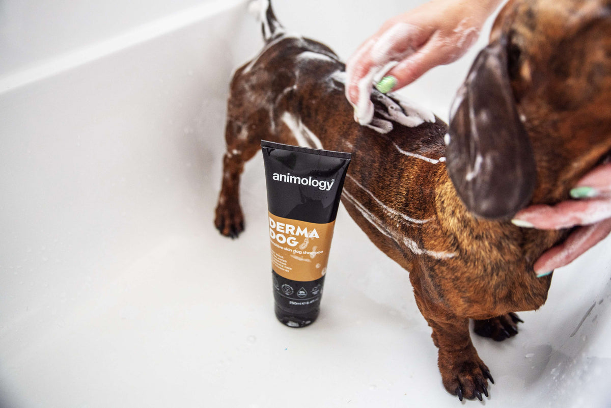 Animology Derma Dog Shampoo image 2