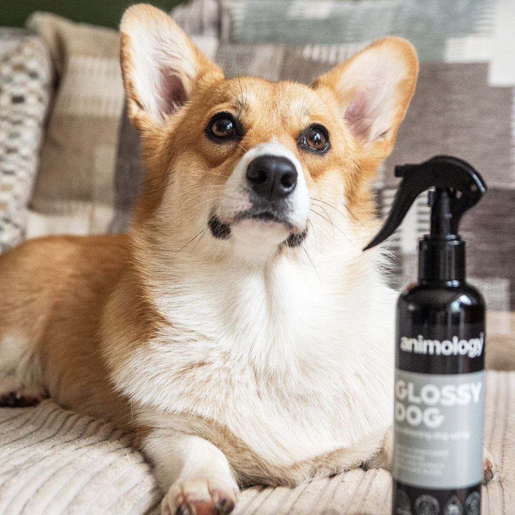 Animology Glossy Dog Conditioning Spray image 5