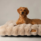 Alpine Box Bed - Champagne