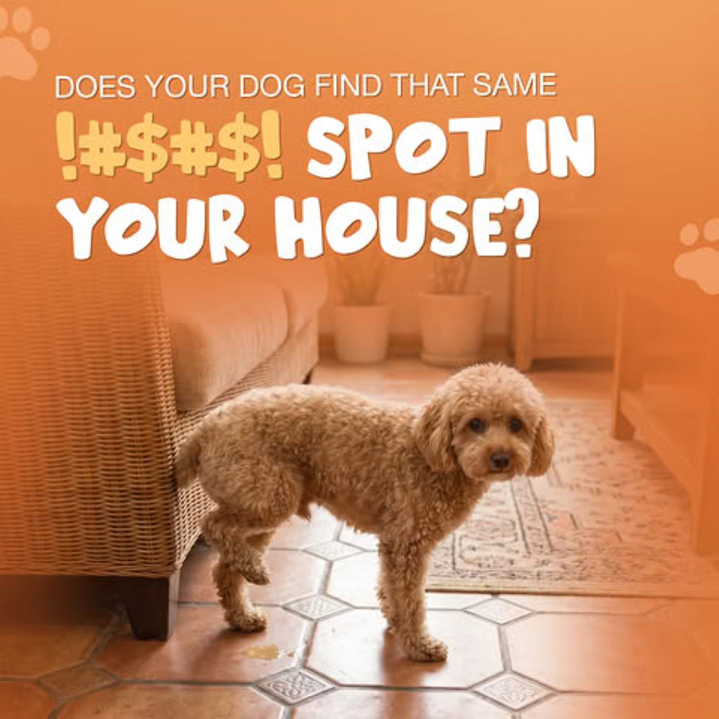 NoPee™ Indoor Marking Prevention for Dogs